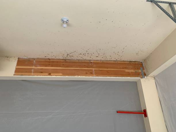 Best Water Damage & Mold Remediation  in Prairie Grove, AR