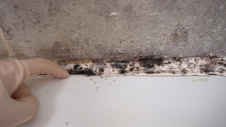 Environmental Consulting for Mold Prevention